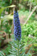 vignette Echium fastuosum