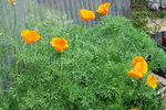 vignette Eschscholzia californica