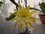 vignette epiphyllum 