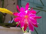 vignette epiphyllum 