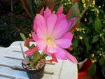 vignette epiphyllum 