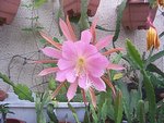 vignette epiphyllum 