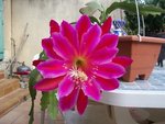 vignette epiphyllum 