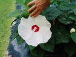 vignette hibiscus palustris détail