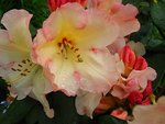 vignette Rhododendron ' Horizon Monarch '