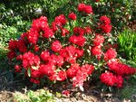 vignette Rhododendron ' Halfdan Lem '