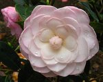 vignette Camlia ' MIMOSA JURY ' camellia hybride williamsii