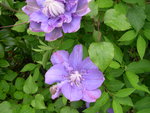 vignette Clematis Vyvyan Pennell