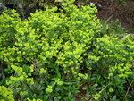vignette Euphorbia amygdaloides, euphorbe des bois