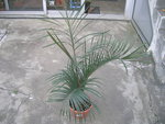vignette dypsis decary