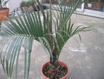 vignette dypsis decary