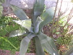 vignette agave ameicana