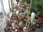 vignette une partie de ma collection de cactus