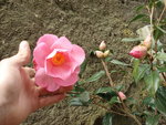 vignette camellia japonica 1 (variété?)