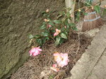 vignette camellia japonica 1 (variété?)