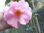vignette camellia japonica 1 (varit?)