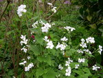 vignette Lunaria annua var. albiflora