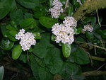 vignette Pyracantha 'Mohave'