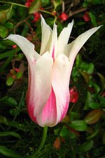 vignette Tulipe à fleur de lys