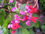vignette Clerodendron x speciosum = Clerodendron 'Pyramide'