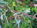 vignette Elaeagnus angustifolia