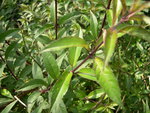 vignette Fuchsia regia subsp reitzii
