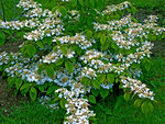 vignette Viburnum  Tomentosum  ( floraison )
