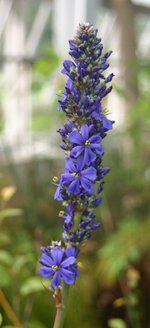 vignette Aristea major en fleurs