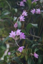 vignette Dendrobium kingianum
