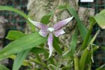 vignette Epidendrum garcianum