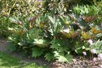 vignette Rheum palmatum