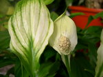 vignette Spathiphyllum 'Sweet Chico'