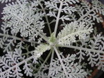 vignette Chrysanthemum ptarmicaeflorum 'Plume d'Argent' = Tanacetum ptarmiciflorum 'Plume d'argent'