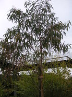 vignette Eucalyptus moorei 'Nana'