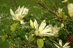 vignette Magnolia 'Elizabeth'