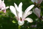 vignette Magnolia 'George Henry Kern'