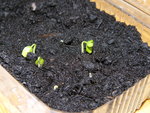 vignette Passiflora edulis