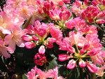 vignette Rhododendron yakushimanum