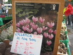 vignette Cyclamen hederifolium - bulbes