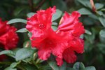 vignette Rhododendron 'Bad Eilsen'