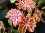 vignette lewisia cotyledon fleurs