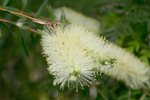 vignette Callistemon sp.