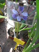vignette iris louisiana hexagona