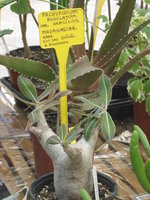 vignette pachypodium rosulatum var. gracilius