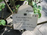 vignette plectranthus, iboza riparia, faux patchouli