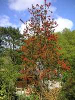 vignette Embothrium coccineum - Arbre de feu du Chili