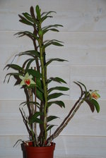vignette Dendrobium Dawn Maree