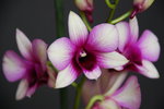 vignette Dendrobium hybride St Valentin