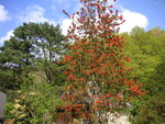 vignette Embothrium coccineum - Arbre de feu du Chili