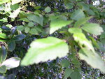 vignette Plagianthus regius, syn. Plagianthus betulinus